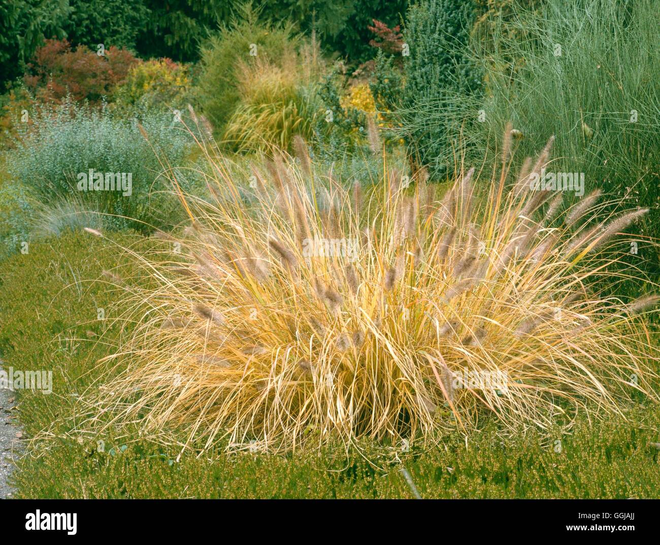 Pennisetum alopecuroides - `Woodside' in Autumn   GRA047306 Stock Photo